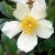 rosaweddingdaycflorogerltd1a