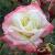 rosaxratedcflorogerltd1