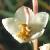 roundcfloleavedwintergreen1