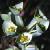 seacflosspurge1
