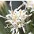 whitecflobutterbur1a