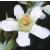 whitecflomullein1