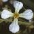 wildcfloradish1a