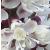 actaeaflosimplexbrunettegarnonswilliams1