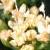 crockflosamphire1