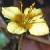 cyellowflo1pimpernel1