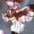 carrotcflobroomrape1
