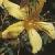 commonflotsaintjohnswort1