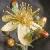 elegantflotsaintjohnswort1