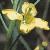 fbargemansflotcabbage1