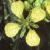 fblackflotmustard1