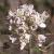 fcotswoldflotpennycress1a