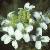 fgarlicflotmustard1a