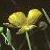 fgreatercolflospearwort1