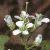 fhairyflotbittercress1a