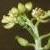 fmarshcfloyellowcress1