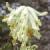 fwhitecfloclimbingcorydalis1