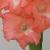 gladioluscflograndfinalencoe1