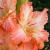 gladioluscflogussyupnagc1