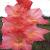gladioluscflojupiternagc1