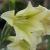 gladioluscflotristisrvroger1