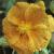 helianthemumflotoldgold1a