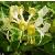 honeysucklecflo1britishflora1
