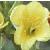 largecfloeveningprimrose1
