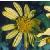 marshcfloragwort1