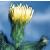 marshcflosowthistle1