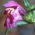 redcflohempnettle1