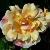 rosacopperdelightcflorogerltd1
