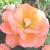 rosadawnchoruscflo1