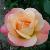rosafificflorogerltd1