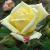 rosaluisdesamerofcflorogerltd1
