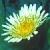 smoothcflosowthistle1