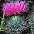 spearcflothistle1