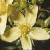 squareflotsaintjohnswort1