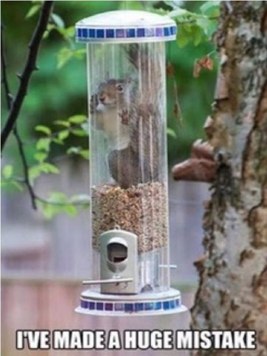 squirrelinbirdfeeder