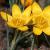 crocuscflochrysanthusdorothykevock