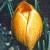 crocuscflochrysanthuseabowlesfoord1