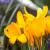 crocuscflochrysanthusgoldilocksgeetee