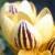 crocuscflochrysanthussaturnusfoord1
