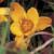 crocuscflochrysanthuszwanenburgbronzegeetee