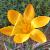 crocuscflo2angustifoliusgarnonswilliams