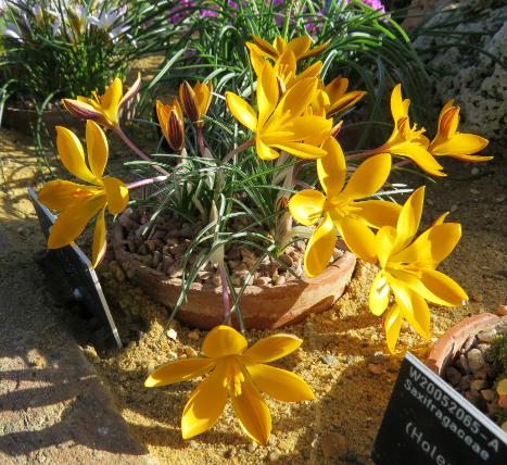 crocuspforangustifoliusgarnonswilliams