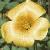 oxalischrysanthaflot1