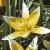 tulipatardaflot1a1
