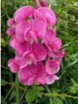 Lathyruslatifolius1isleofgrain1