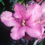 acantholimonfloglumaceumfoord1a